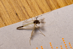 Microtendipes pedellus