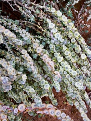 Maireana trichoptera