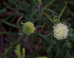 Banksia kippistiana kippistiana