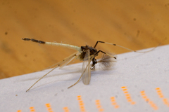 Microtendipes pedellus