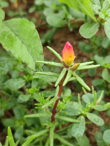 Portulaca grandiflora 'Duet Yellow Red'