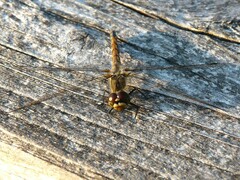 Sympetrum danae