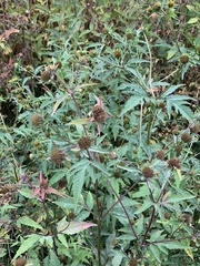 Bidens tripartita