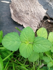 Ageratum conyzoides