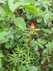 Portulaca grandiflora