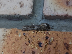 Agrotis munda
