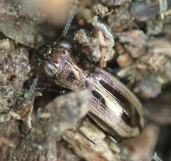 Notiophilus sylvaticus
