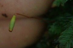 Plagiomnium cuspidatum