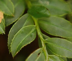 Plagiomnium cuspidatum