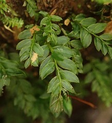 Plagiomnium cuspidatum