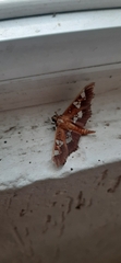 Phostria tedea