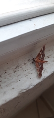 Phostria tedea