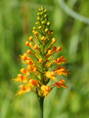 Platanthera chapmanii