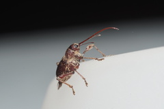 Curculio