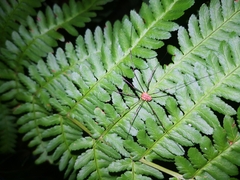 Opilio canestrinii