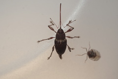 Curculio
