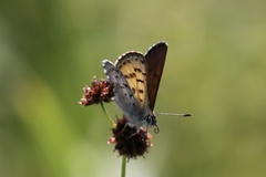 Tharsalea mariposa
