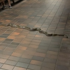 Malayopython reticulatus