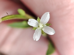 Epilobium adenocaulon
