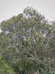 Acacia oswaldii