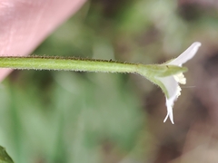 Epilobium adenocaulon