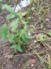 Epilobium adenocaulon
