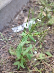 Epilobium adenocaulon
