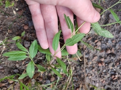 Epilobium adenocaulon