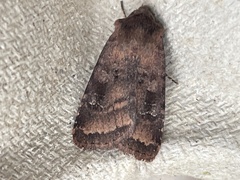 Diarsia rubi
