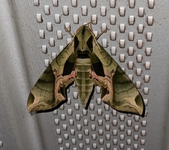 Eumorpha pandorus