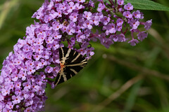 Euplagia quadripunctaria