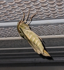 Eumorpha pandorus