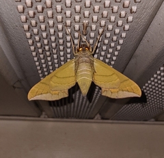 Eumorpha pandorus