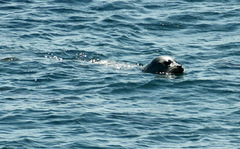 Phoca vitulina richardii