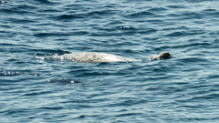 Phoca vitulina richardii