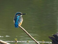 Alcedo atthis