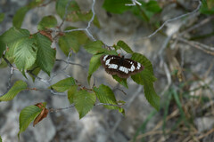 Neptis rivularis