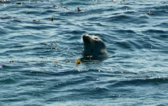 Phoca vitulina richardii