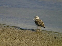 Calidris temminckii