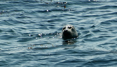 Phoca vitulina richardii