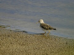 Calidris temminckii