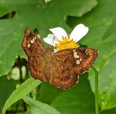 Pseudocoladenia dan