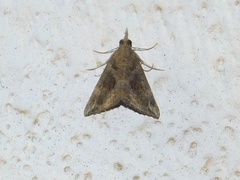 Hypena minualis