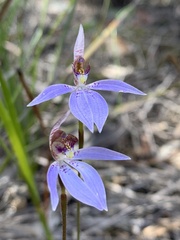 Cyanicula aperta