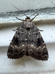 Amphipyra pyramidea