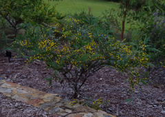 Acacia glaucoptera