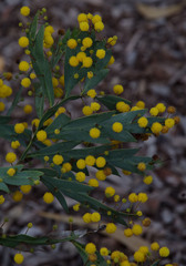Acacia glaucoptera