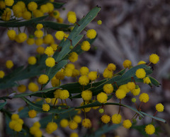 Acacia glaucoptera