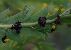 Acacia glaucoptera