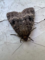Amphipyra pyramidea